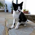 Mykonos Katzen (56)